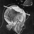 Propuesta de E. T. Cetera