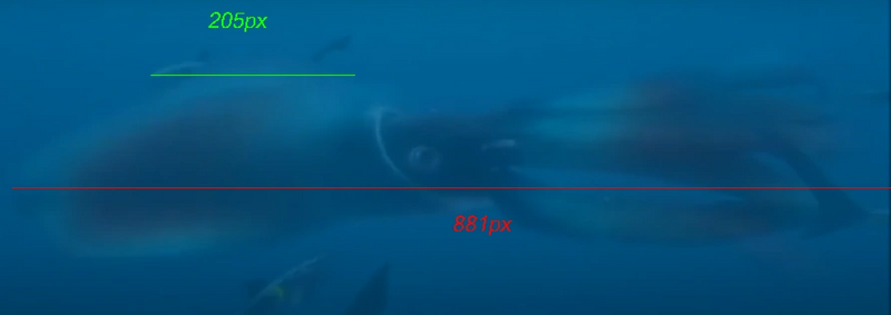 Archivo:Tamaño-de-Sharkopath3.png
