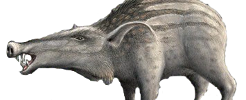 Archivo:Scrofa-1.png