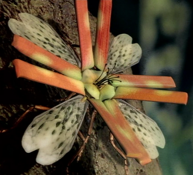 Archivo:Spitfire beetles camouflaged.png