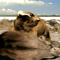 Gryken 1