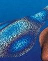 Rainbow Squid