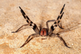 Araña Errante Brasileña