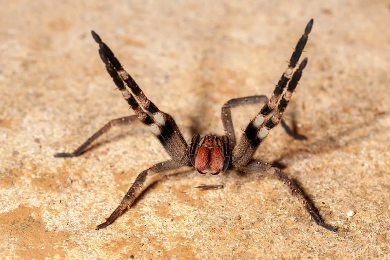 Archivo:Araña Bananera.jpg