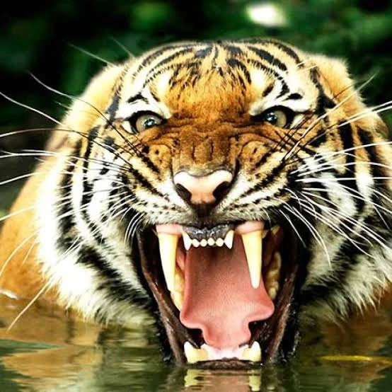 Archivo:Tigre de Bengala 2.jpg
