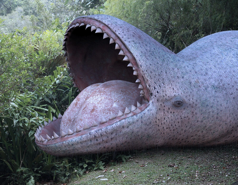 Archivo:Dolphin predator Hillmann.jpg