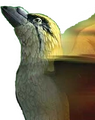 Spitfire Bird