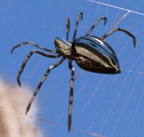 Archivo:Silver spider (1).png