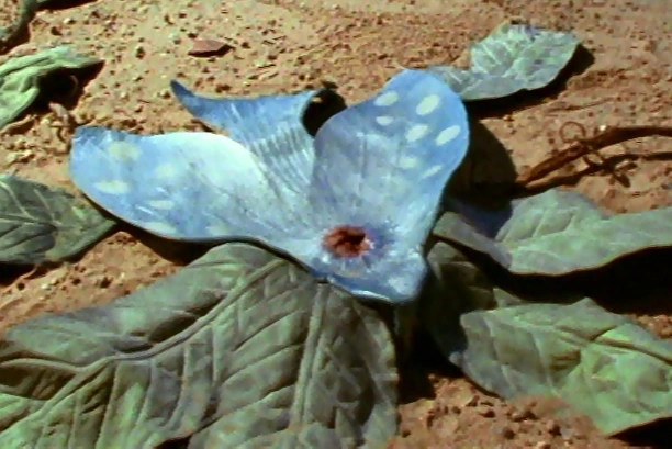 Archivo:The Deathbottle Flower.png