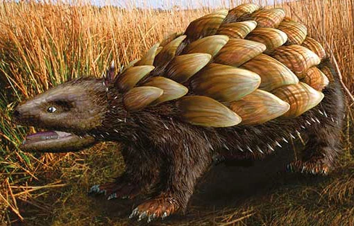 Archivo:Rattleback Sudamericano.jpg