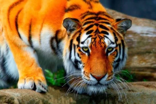 Archivo:Tigre de Bengala 1.jpg
