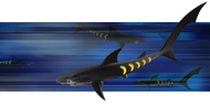 Banner Sharkopath