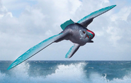 Ocean Flish 1