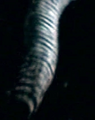 Gloomworm
