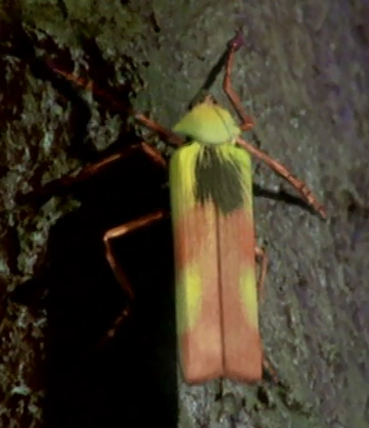 Archivo:Spitfire beetle.png