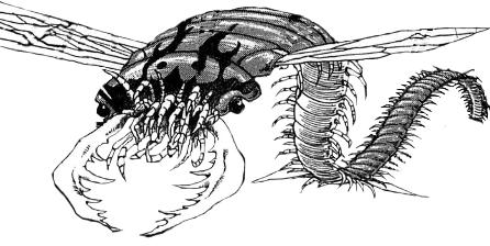 Archivo:Butterfly-Worm-3.png
