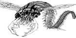 Butterfly Worm