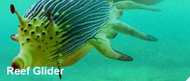 Reef Glider 1