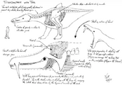 Concepto de Titan Dolphin
