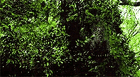Camuflaje[Revamp 3]