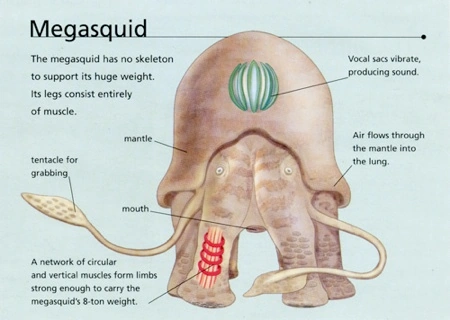 Archivo:Megasquid anatomy.png