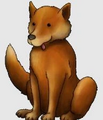 Dingo