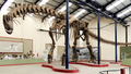 Esqueleto de un Argentinosaurus huinculensis.