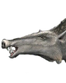 Scrofa