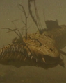 Lurkfish