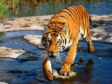 Tigre de Bengala