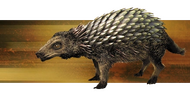 Rattleback Norteamericano