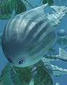 Common Silverswimmer