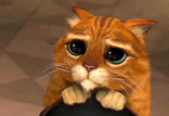Gato con Botas