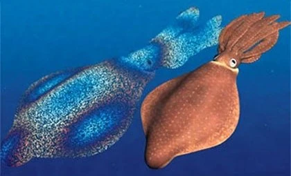 Archivo:Rainbow squids.jpg