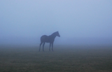 Caballo Inalcanzable