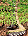 Garden Worm