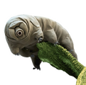 Tardígrado