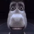Burro