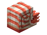Nautilo