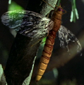 Falconfly en un árbol