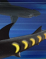 Sharkopath