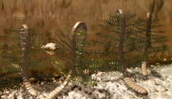 Grupo de Garden Worms