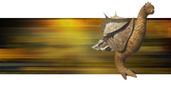 Desert Hopper Banner