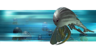 Common Silverswimmer