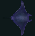 Space Manta Ray