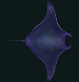 Space Manta Ray
