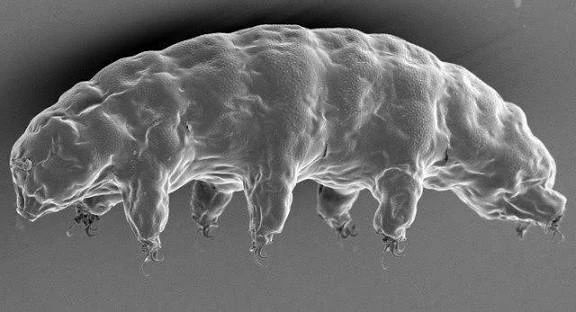 Archivo:Waterbear 2.jpg