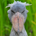 Picozapato