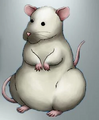 White Rat