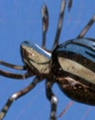 Silver Spider